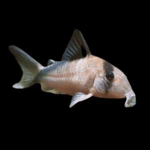 David Sands Corydoras Davidsandsi CW107 4cm Catfish