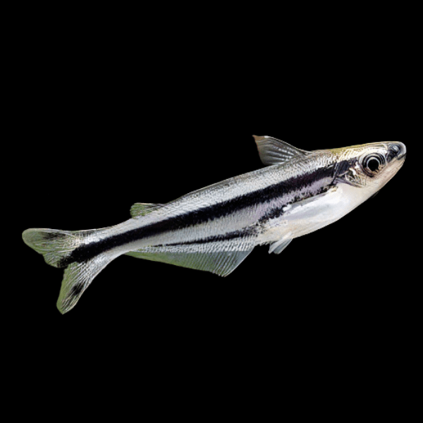 Debawi Catfish Pareutropius Buffei 5cm