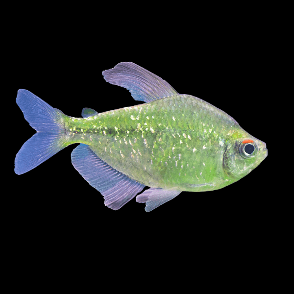 Diamond Tetra Moenkhausia Pittieri 2cm