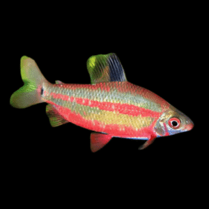 Distichodus Noboli 5cm