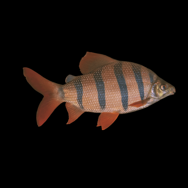Distichodus Sexfasciatus 5cm