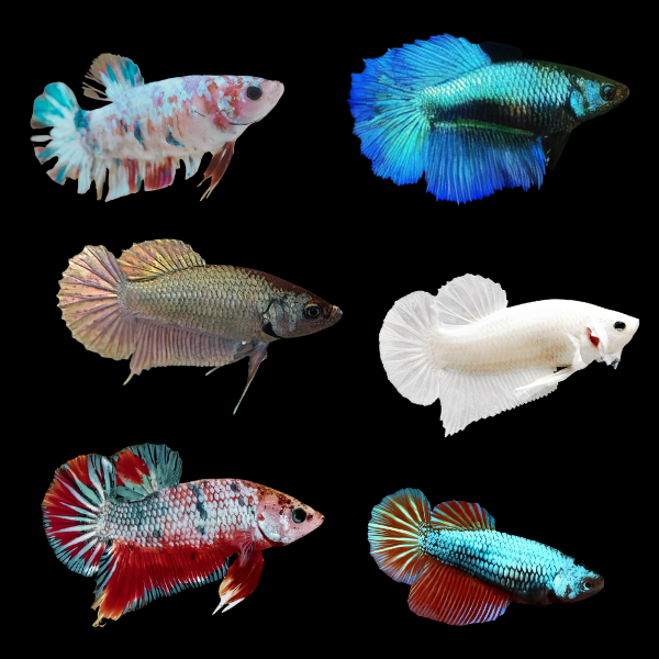 Dragon Scale Half Moon Betta Assorted Female 3cm