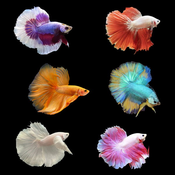 Dragon Scale Half Moon Betta Assorted Male 3cm