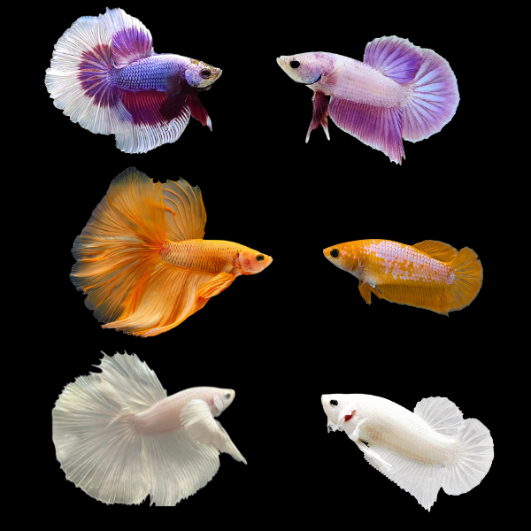 Dragon Scale Half Moon Betta Assorted Pair's Male & Female 3cm