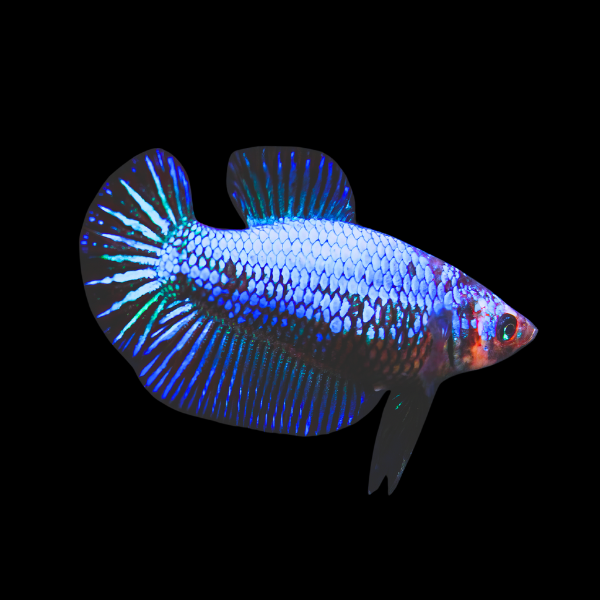Dragon Scale Half Moon Betta Female Blue Base 3cm
