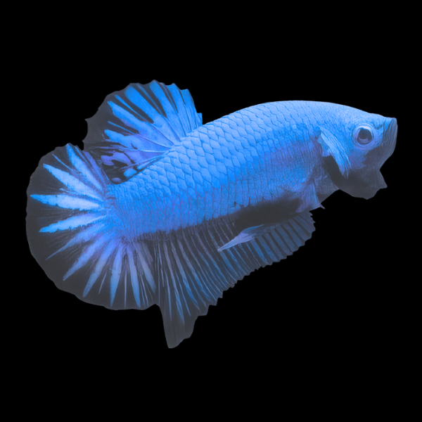 Dragon Scale Half Moon Betta Female Blue 3cm