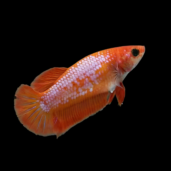 Dragon Scale Half Moon Betta Female Orange Base 3cm