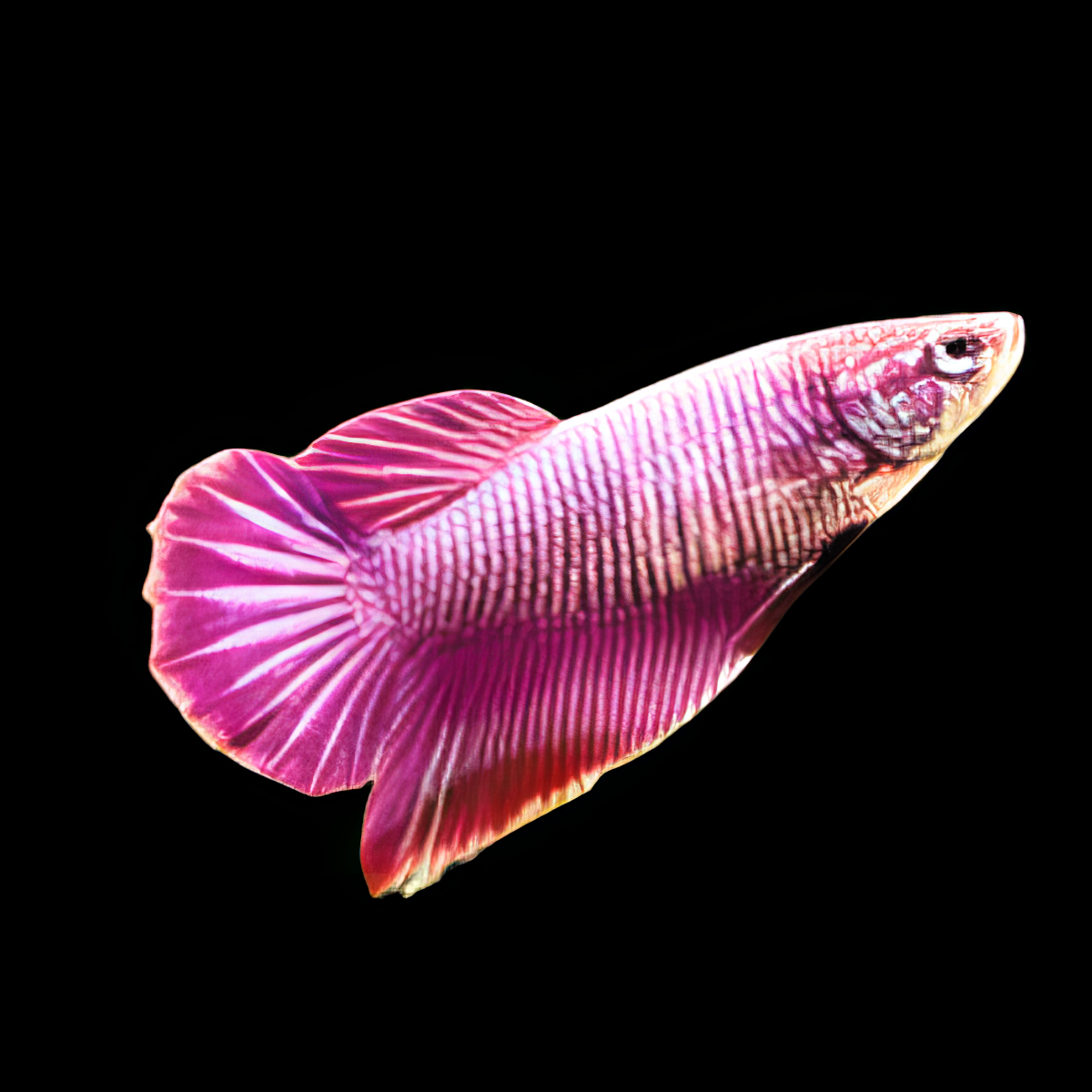 Dragon Scale Half Moon Betta Female Pink Base 3cm