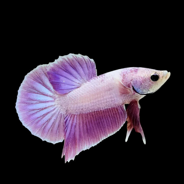 Dragon Scale Half Moon Betta Female Purple Base 3cm