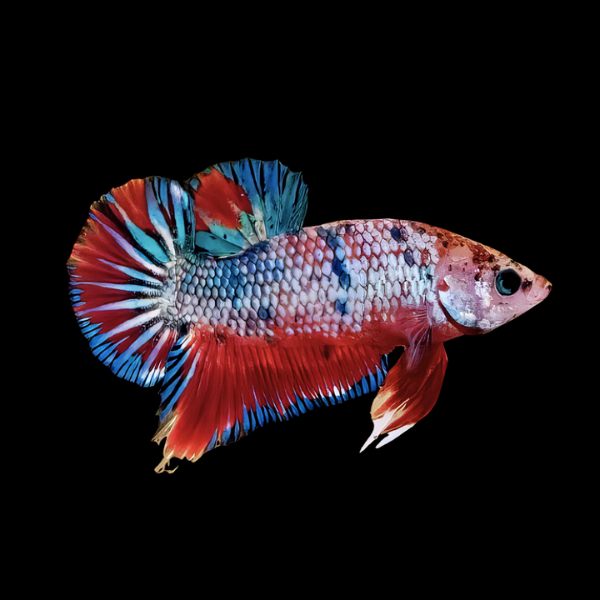 Dragon Scale Half Moon Betta Female Tri Colour 3cm