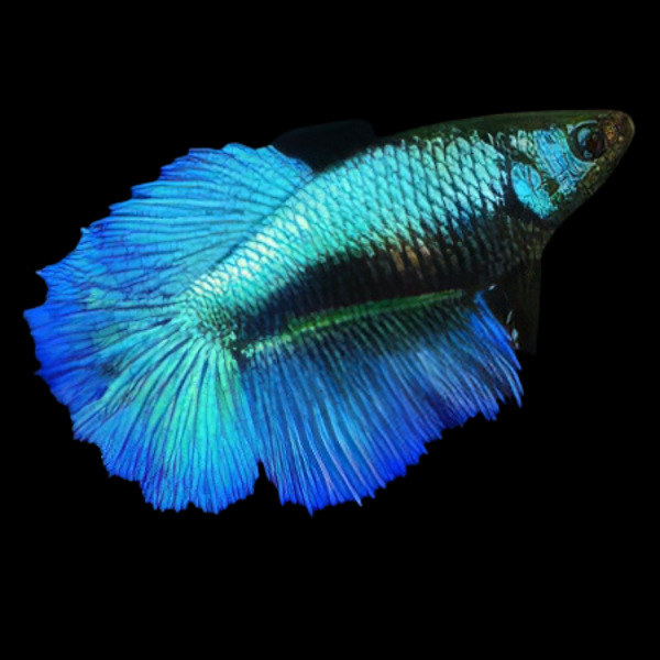 Dragon Scale Half Moon Betta Female Turquoise 3cm