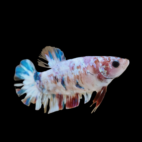 Dragon Scale Half Moon Betta Female White Base 3cm