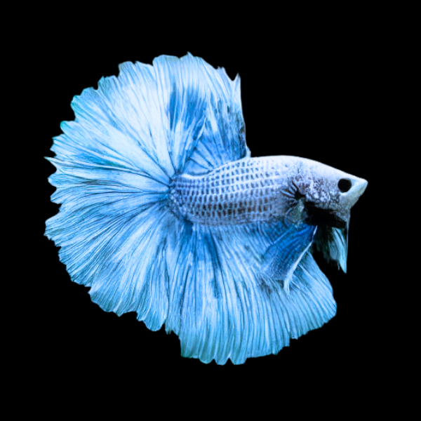Dragon Scale Half Moon Betta Male Blue Base 3cm