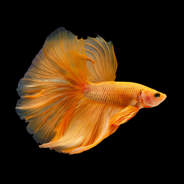 Dragon Scale Half Moon Betta Male Orange Base 3cm
