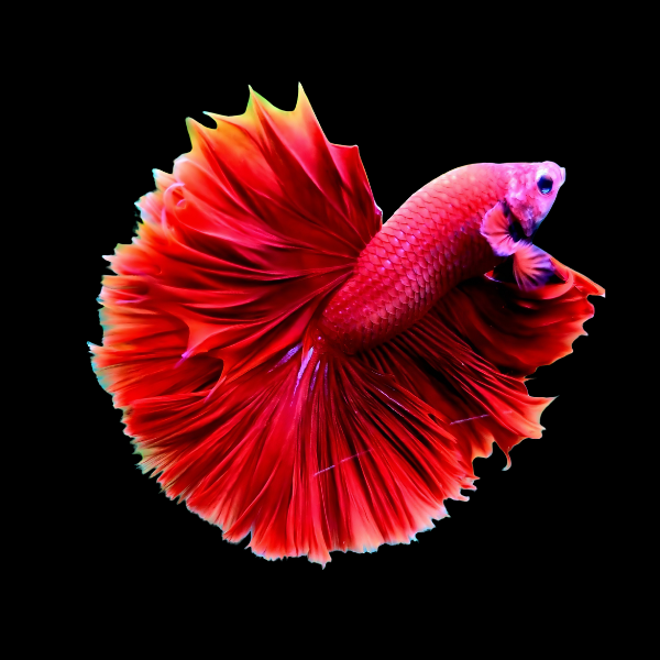 Dragon Scale Half Moon Betta Male Red 3cm