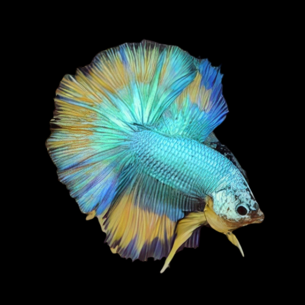 Dragon Scale Half Moon Betta Male Turquoise Base 3cm