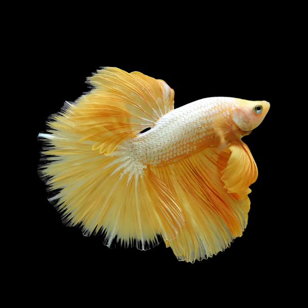 Dragon Scale Half Moon Betta Male Yellow Base 3cm