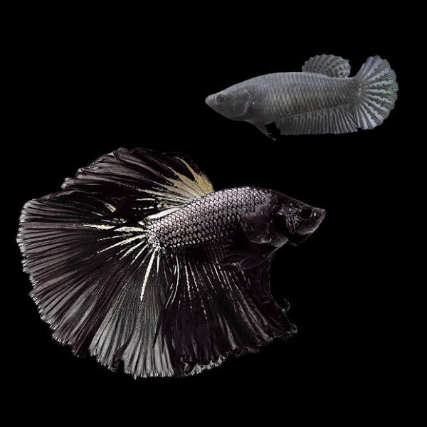 Dragon Scale Half Moon Betta Pair Male & Female Black 3cm