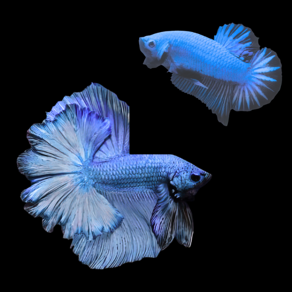 Dragon Scale Half Moon Betta Pair Male & Female Blue 3cm