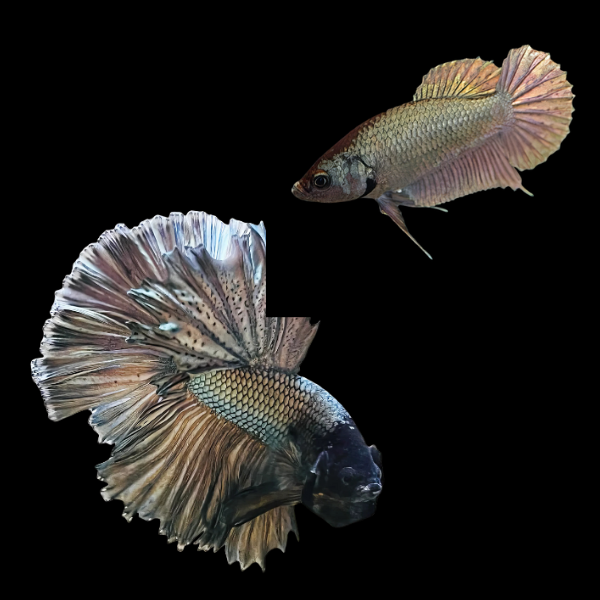 Dragon Scale Half Moon Betta Pair Male & Female Copper 3cm