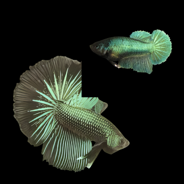 Dragon Scale Half Moon Betta Pair Male & Female Green Base 3cm