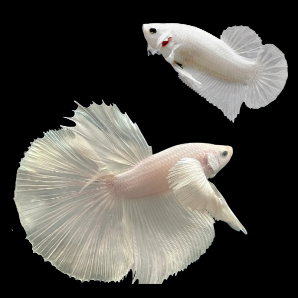 Dragon Scale Half Moon Betta Pair Male & Female Platinum 3cm