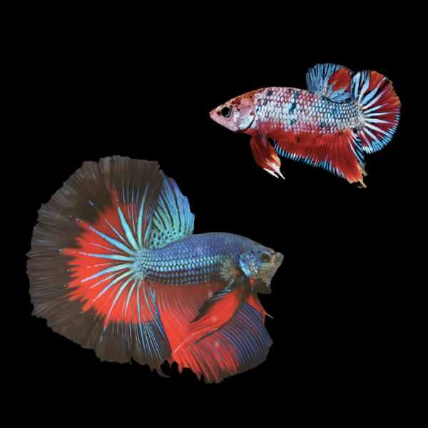 Dragon Scale Half Moon Betta Pair Male & Female Tri Colour 3cm