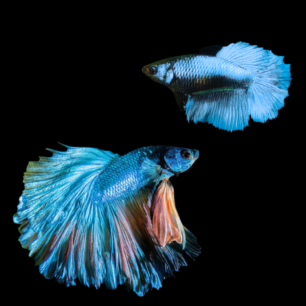 Dragon Scale Half Moon Betta Pair Male & Female Turquoise 3cm