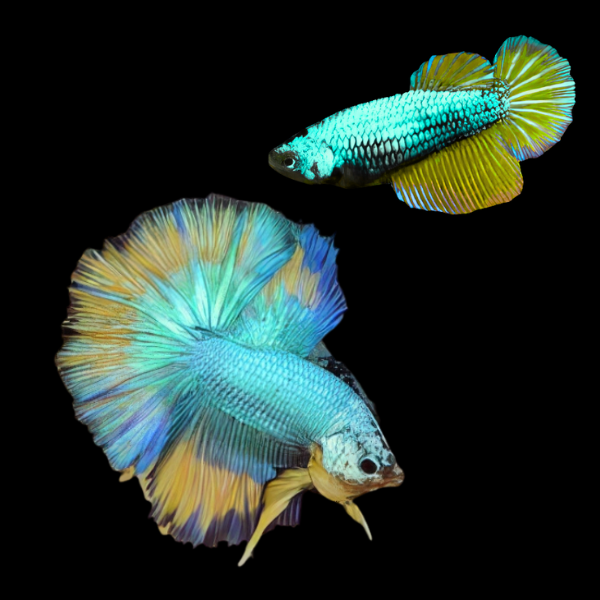 Premium Betta Pair Male & Female Dragon Turquoise Based 3cm