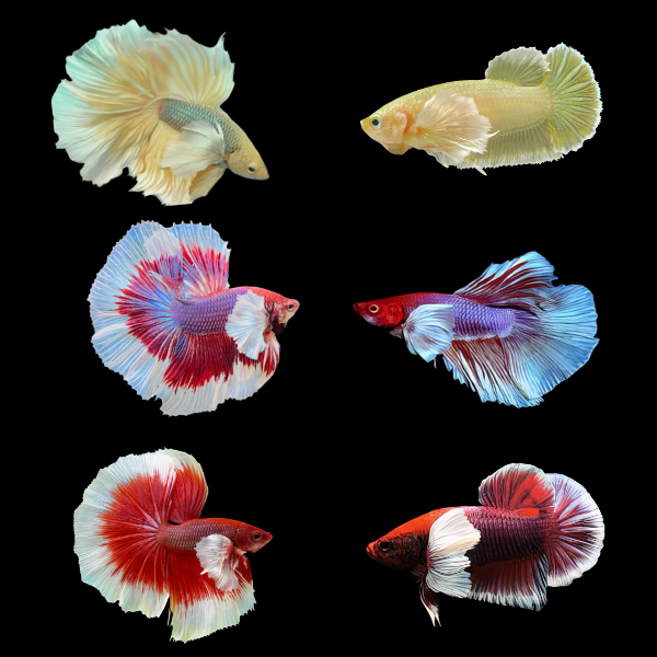Dumbo Betta Assorted Pair's Male & Female 3cm
