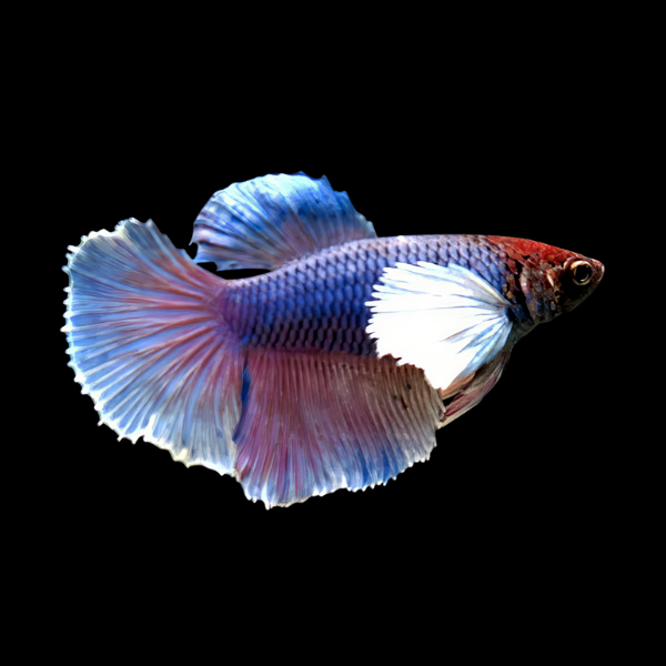 Dumbo Betta Female Blue Base 3cm
