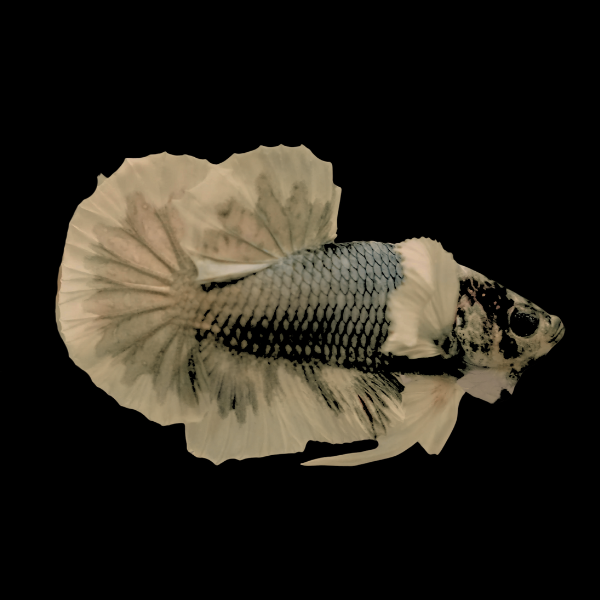 Dumbo Betta Female Copper 3cm