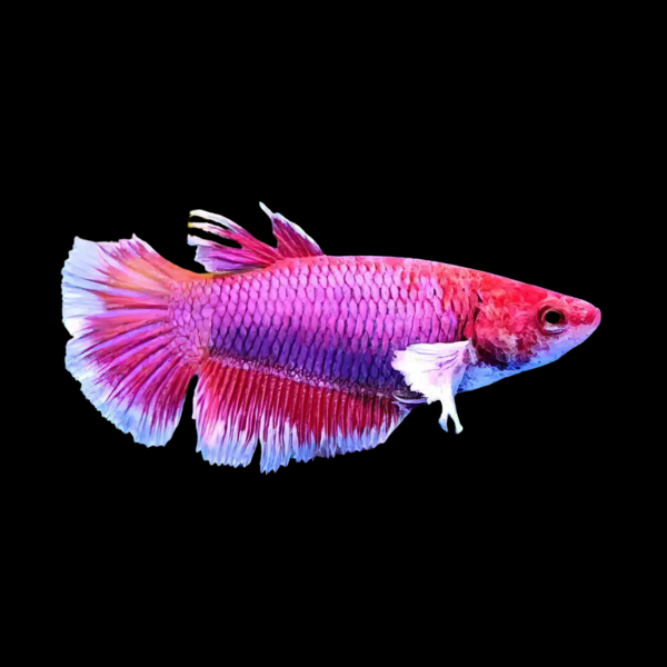 Dumbo Betta Female Lavender 3cm