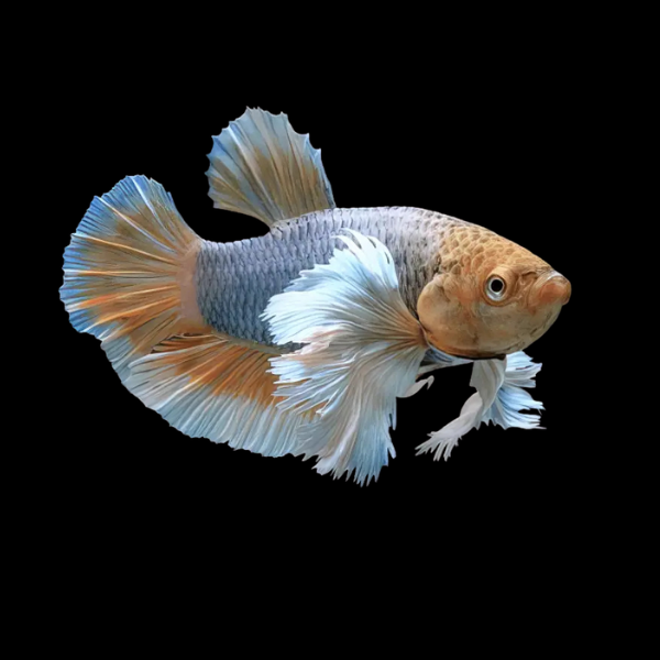 Dumbo Betta Female Mustard Gas 3cm