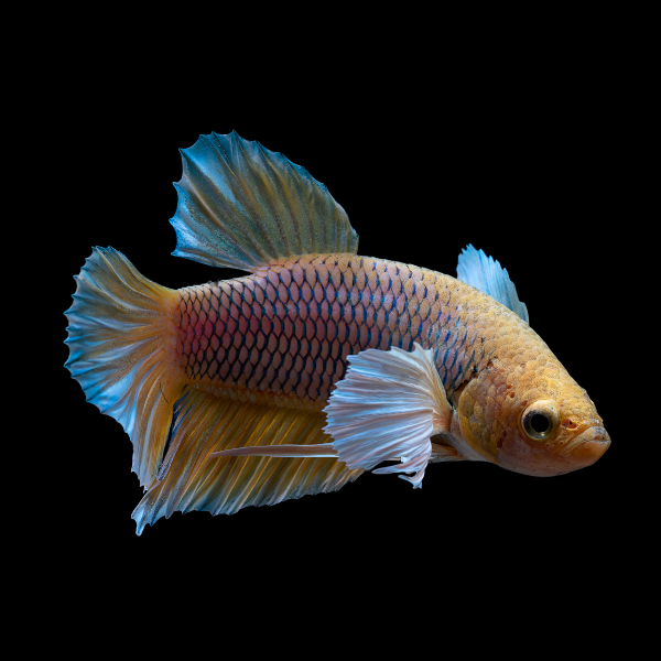 Dumbo Betta Female Orange Base 3cm
