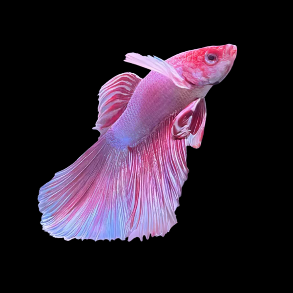 Dumbo Betta Female Pink Base 3cm