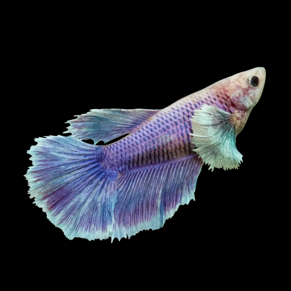 Dumbo Betta Female Purple Base 3cm
