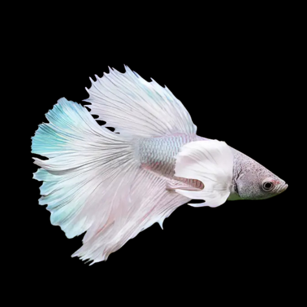 Dumbo Betta Female White Base 3cm