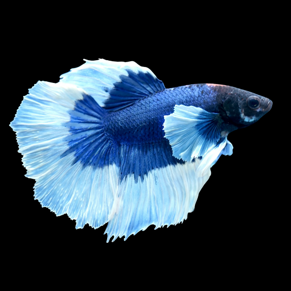 Dumbo Betta Male Blue Base 3cm