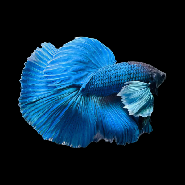 Dumbo Betta Male Blue 3cm