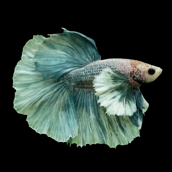 Dumbo Betta Male Green Base 3cm