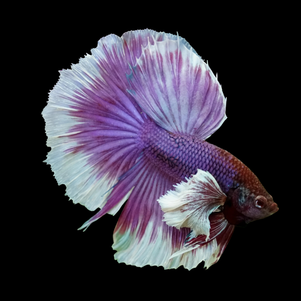 Dumbo Betta Male Purple Base 3cm