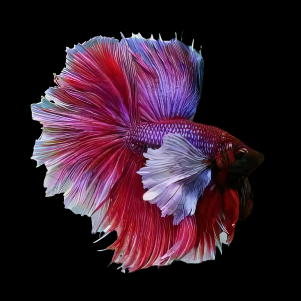 Dumbo Betta Male Red Base 3cm