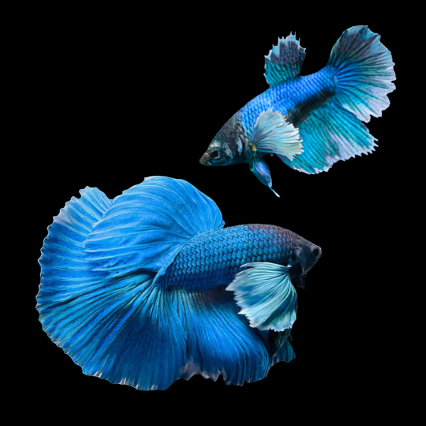 Dumbo Betta Pair Male & Female Blue 3cm