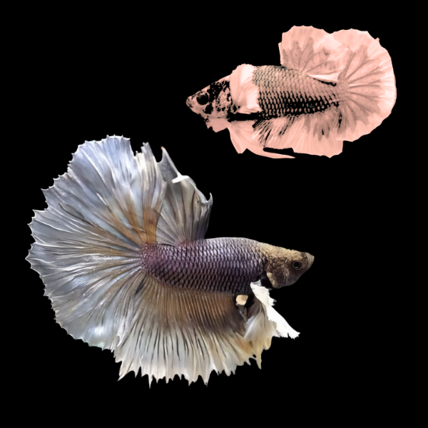 Dumbo Betta Pair Male & Female Copper 3cm
