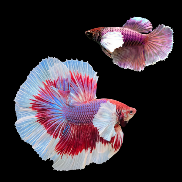 Dumbo Betta Pair Male & Female Lavender Base 3cm