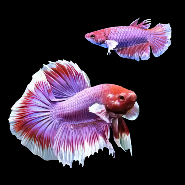 Dumbo Betta Pair Male & Female Lavender 3cm
