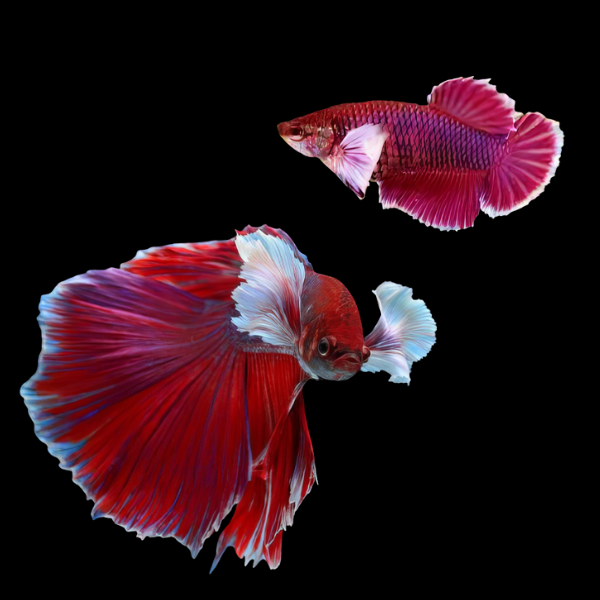 Dumbo Betta Pair Male & Female Red 3cm