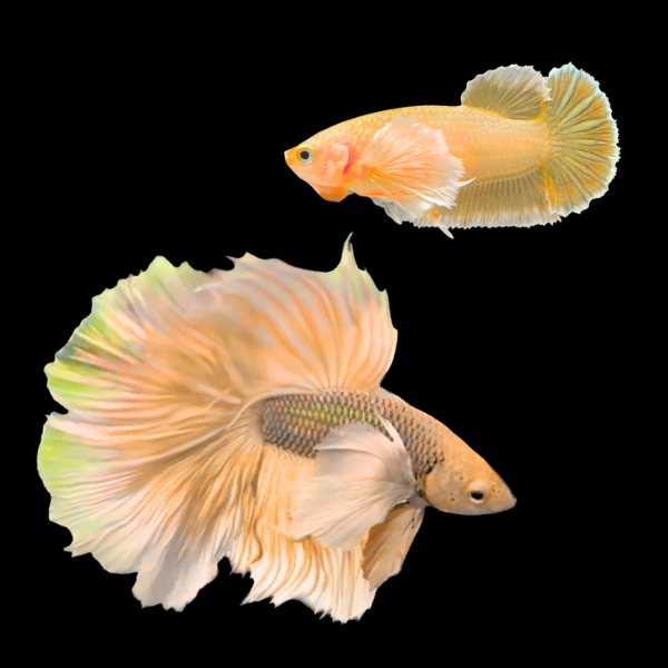 Premium Betta Pair Male & Female Elephant Ear Yellow Based 3cm