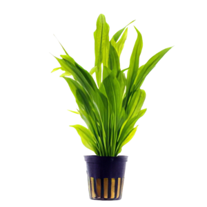 Five Potted Plants Broad Leaf Amazon Plant Echinodorus Bleheri